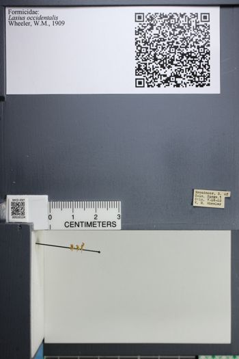 Media type: image;   Entomology 533124